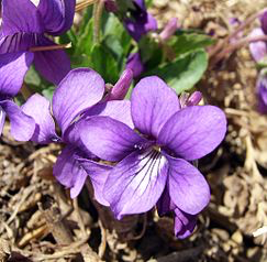 violet original