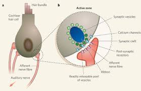 RibonSynapse