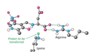 Proton transfer in aminotransferases