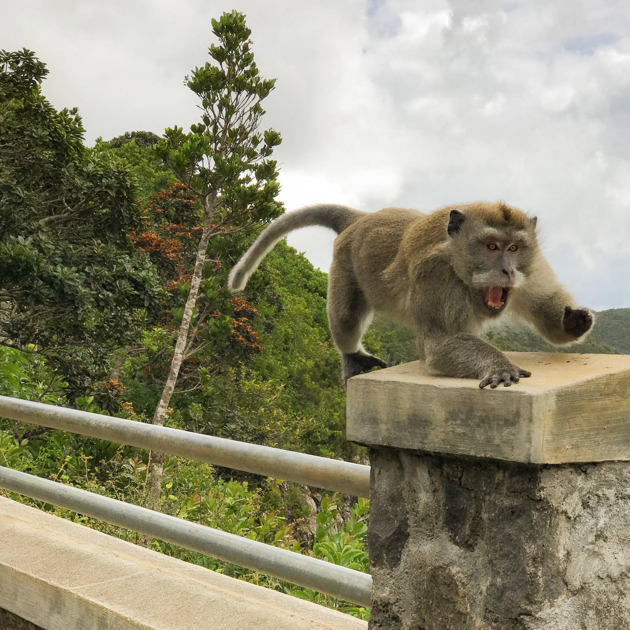 Monkey attacking