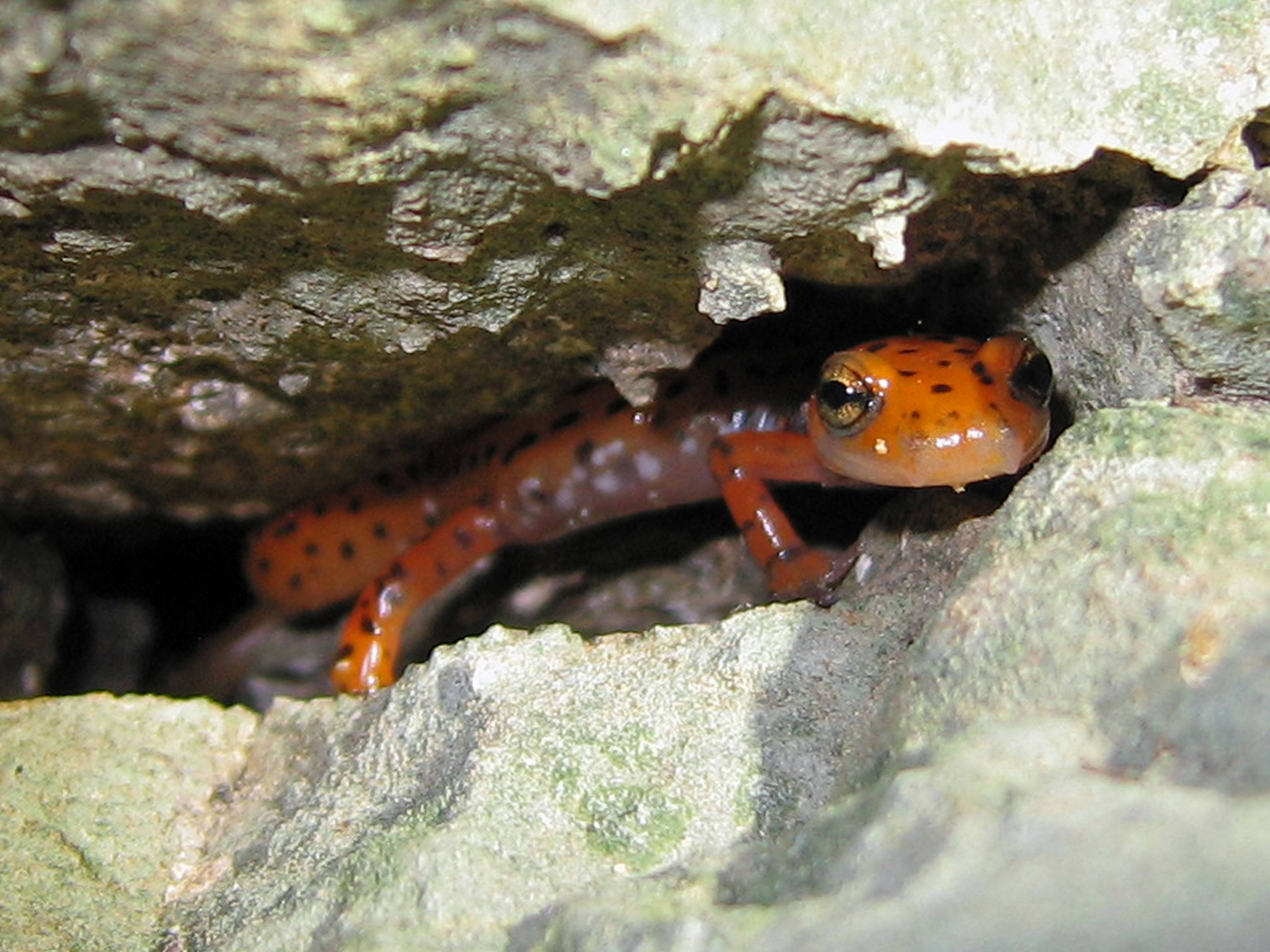 cave salamander