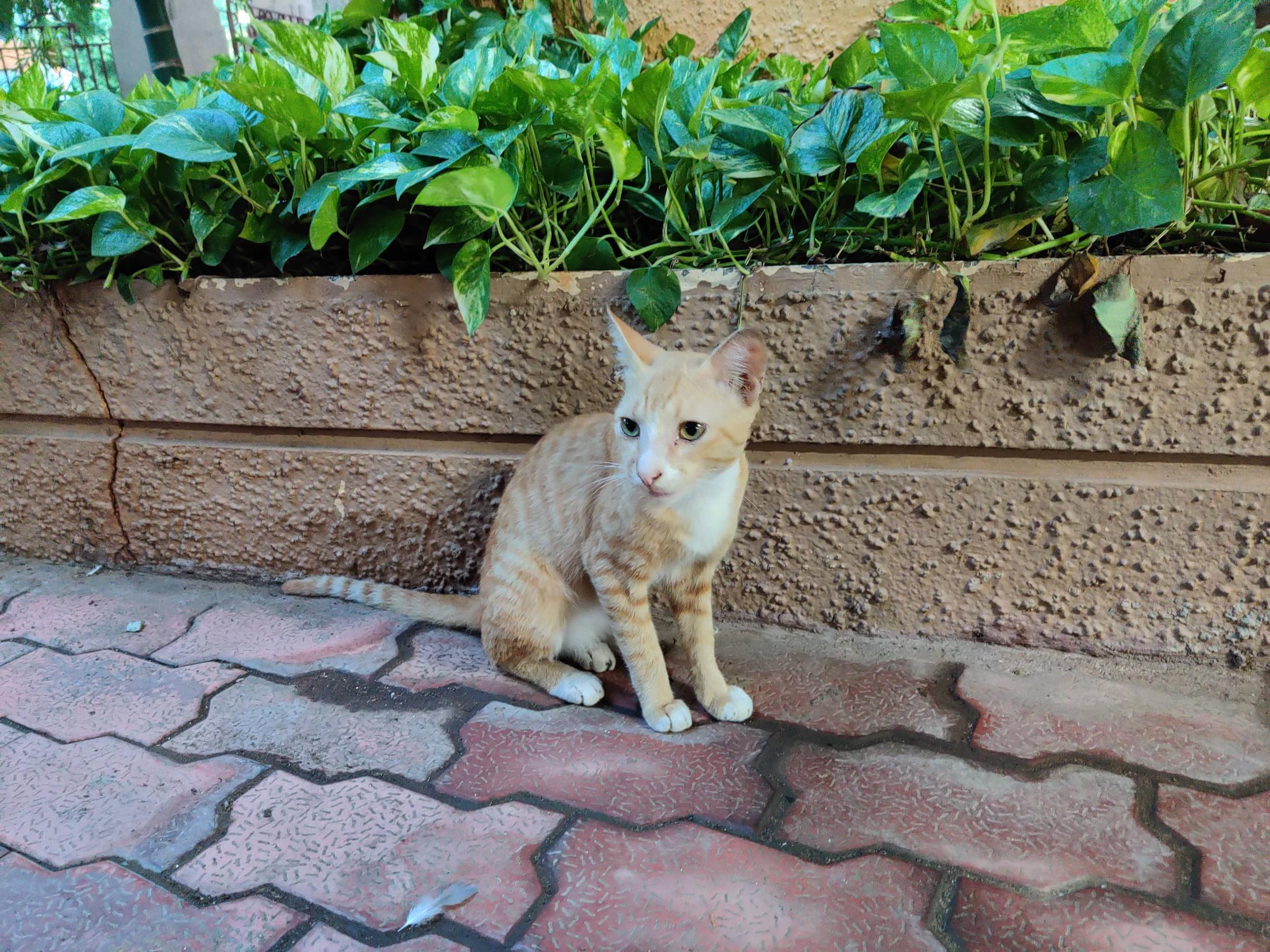 Cat looking at an angle