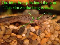 Image of a frog showing a pink bump behind the front leg, with the text "The little bump behind the arm. This shows the frog is male.