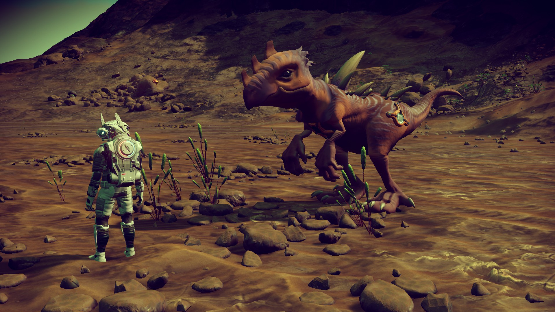 NMS Pet