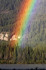 A rainbow emerges from a forest.