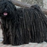 dreadlock dog 2