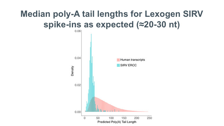 direct RNA polyA lengths