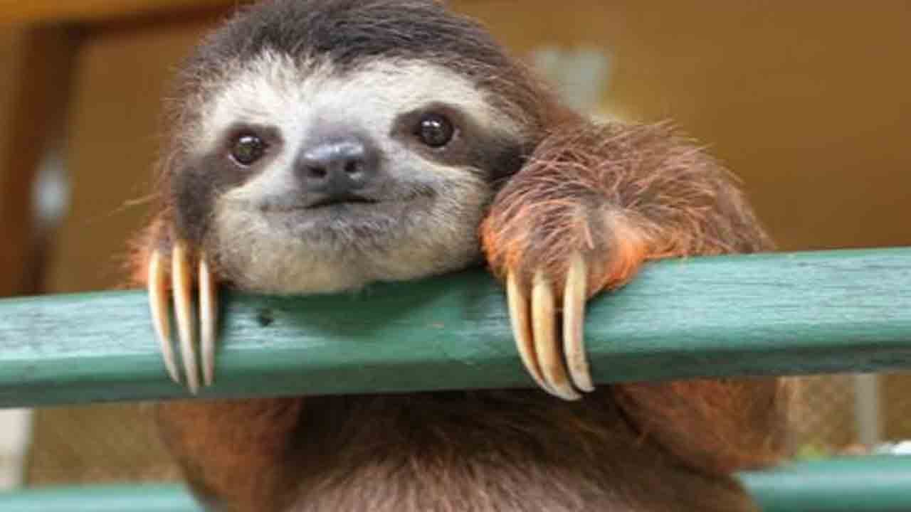 SlothForeva's user avatar