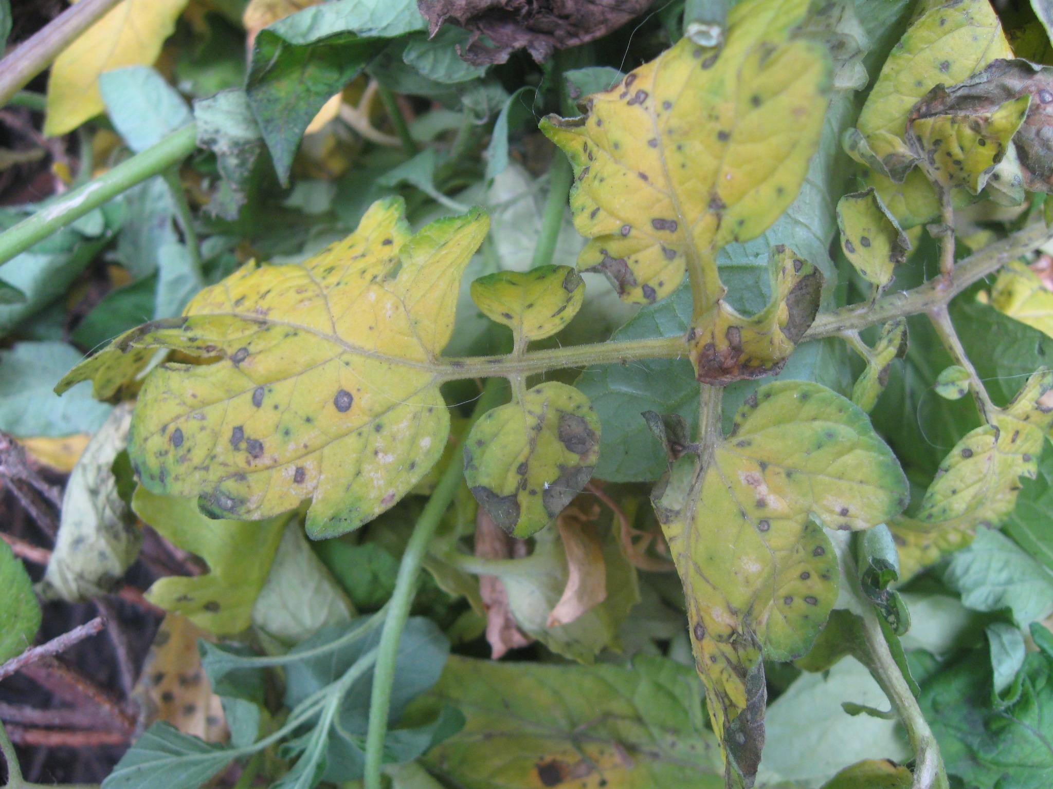 Photo of leaf cluster with brown spots