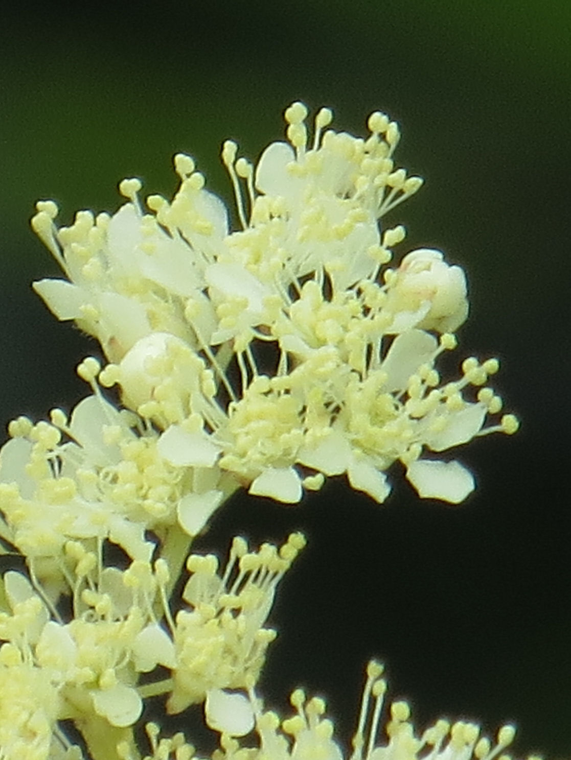 white flowers