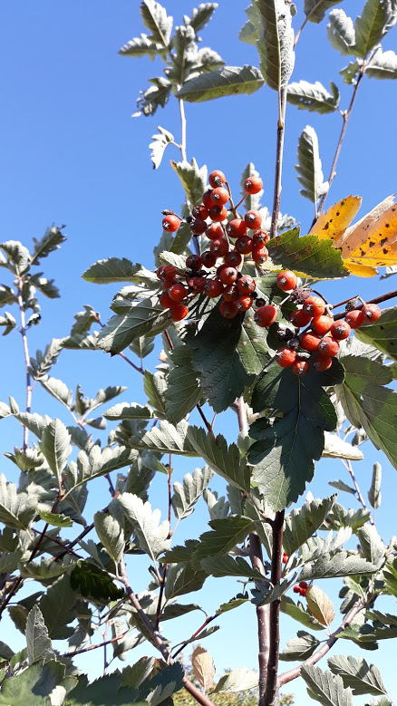 ripe fruit