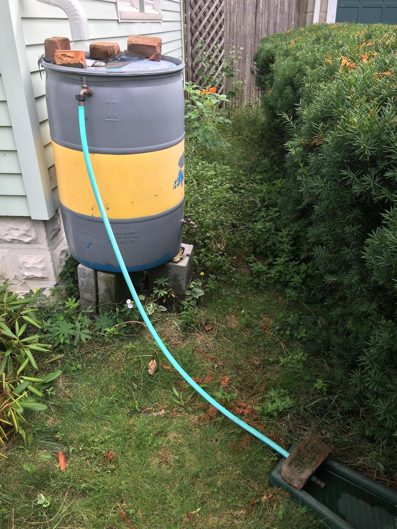 Rain barrel with 1.5 meter hose connected to an overflow valve near the top of the barrel