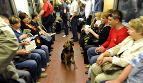 A Moscow stray on the subway.