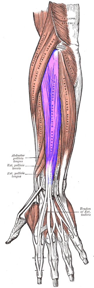 Extensor_digitorum_muscle