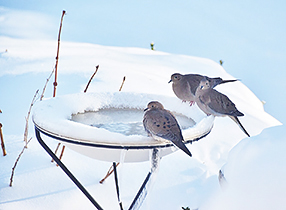 Polar bird bath