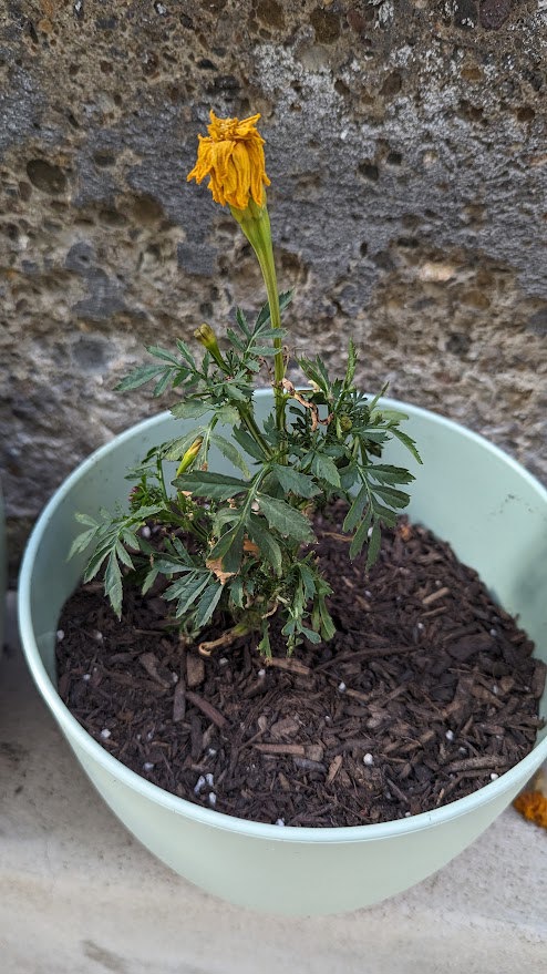 A marigold with a wilted yellow flower