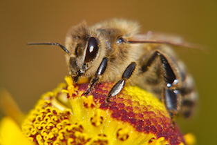 bee