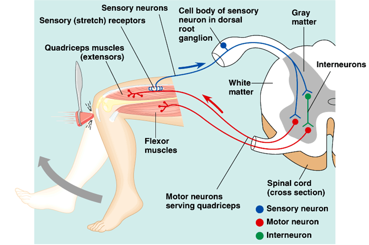 disynaptic reflex arc