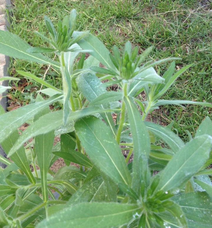 Mystery plant with buds