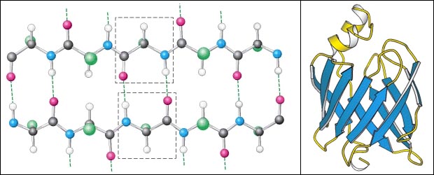 Protein secondary structure