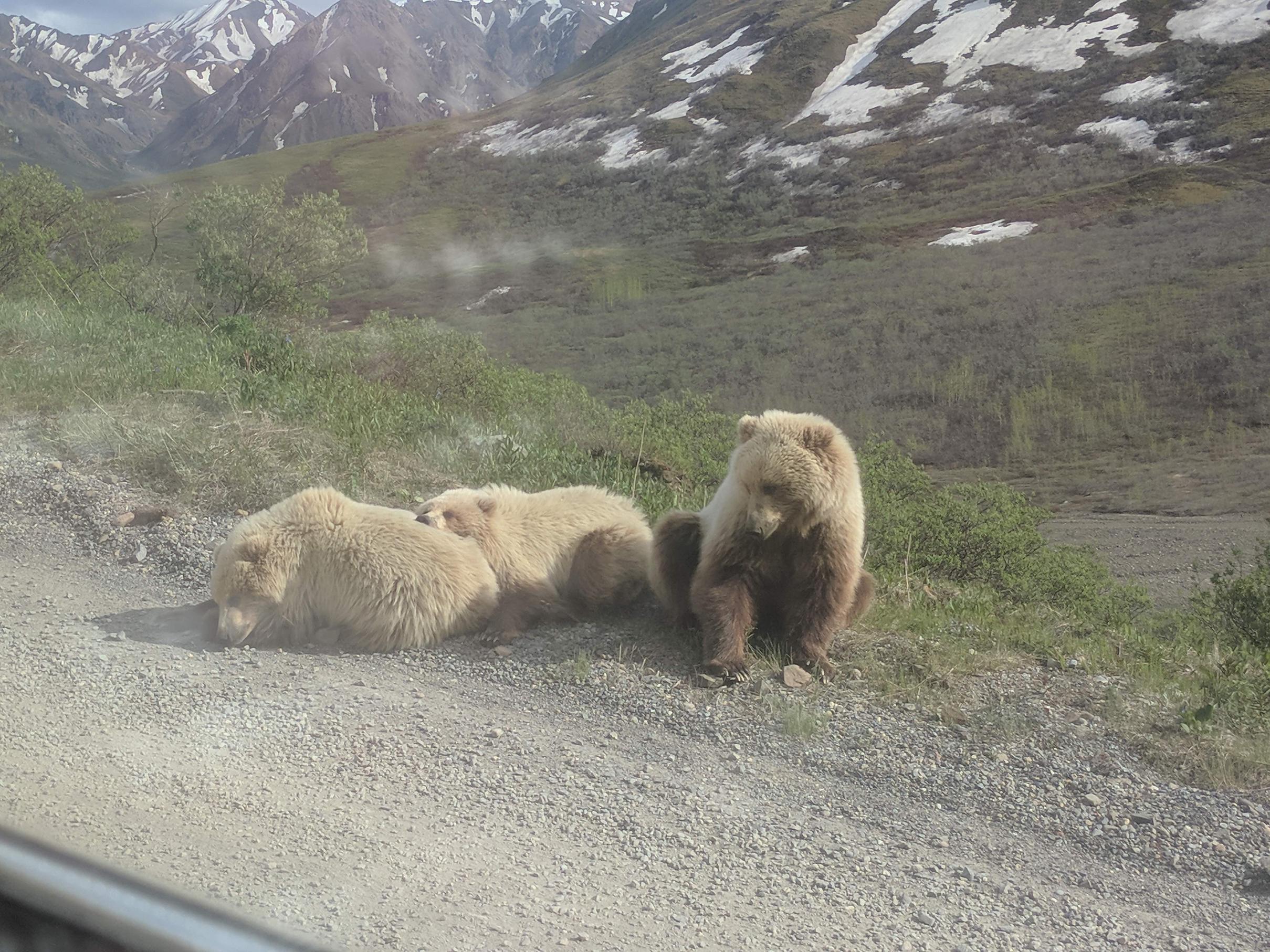 Bears outside a bus