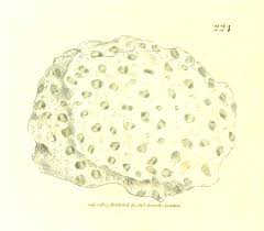 1809 illustration of Petuntse in British Mineralogy, Vol. III