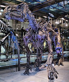 The skeleton of an iguanodon, on its quadrupede stance.