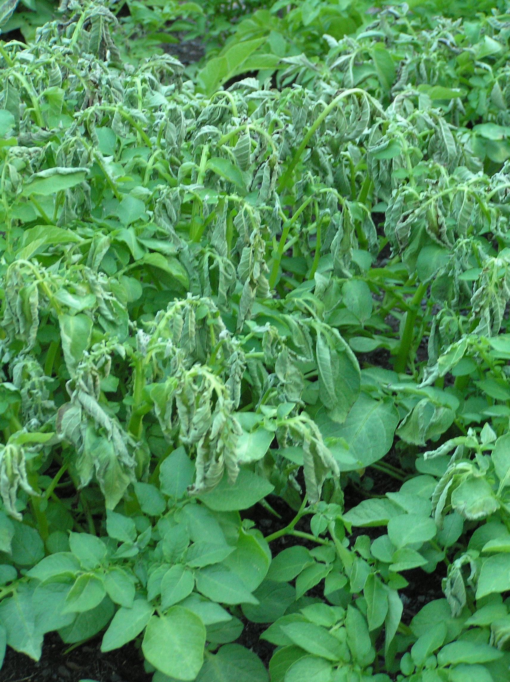 potato plants after a night of freezing