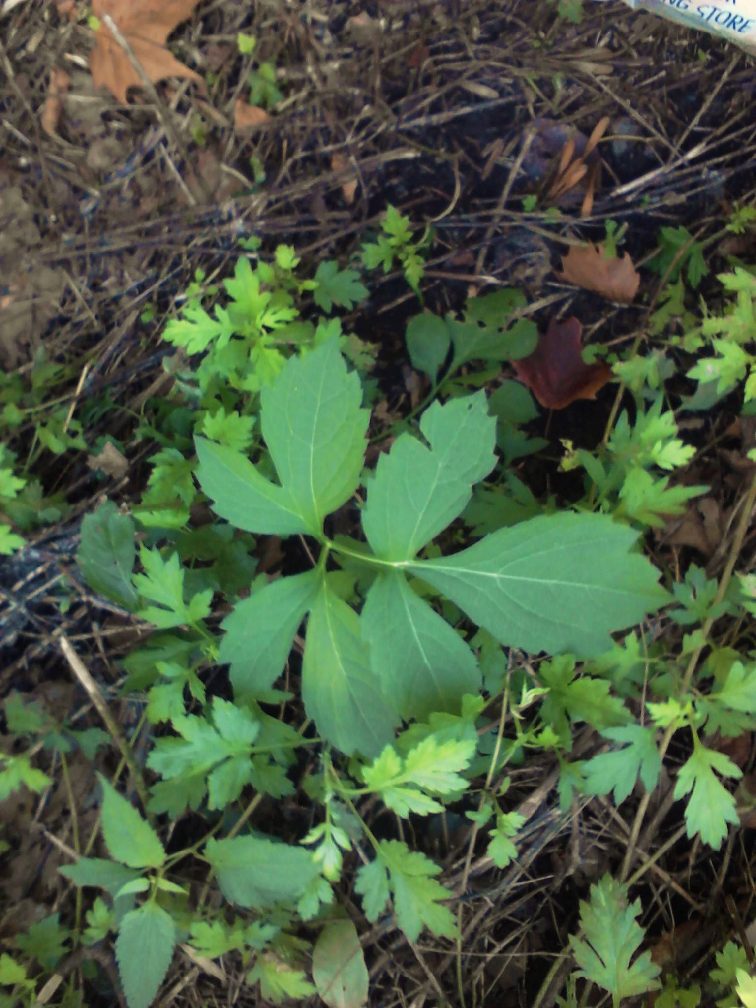 leaf is about 3ft tall in a well shaded area, and rough to the touch. It's growing on a river bank in Pa. It looks like a huge parsley type leaf