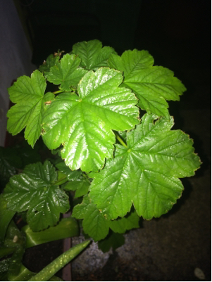 Close up of leaves