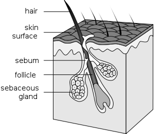 hair structure