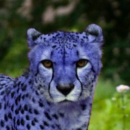 Blue Cheetah's user avatar