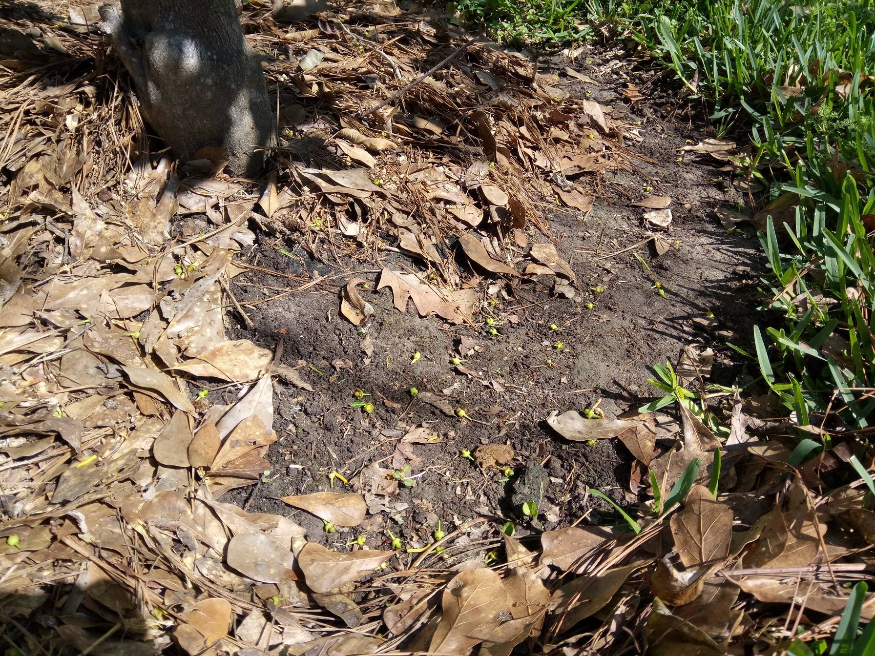 Dropped fruit at base of orange tree