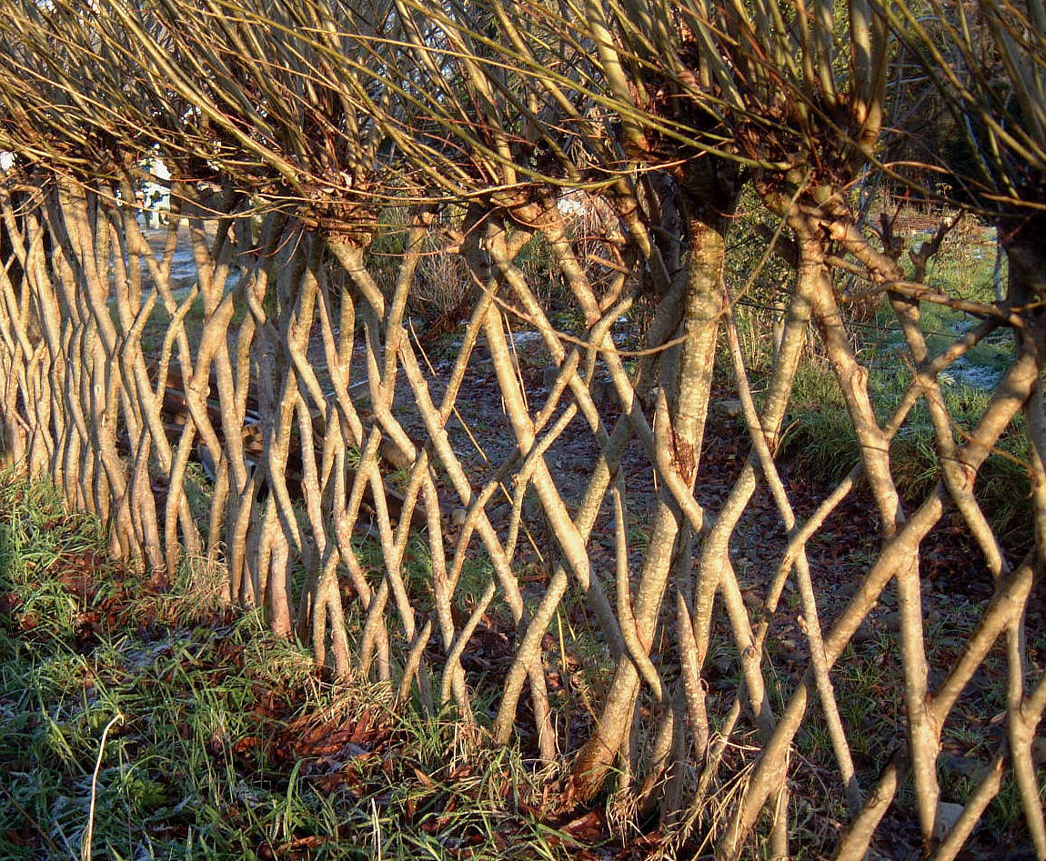 pleached willow fence][1]