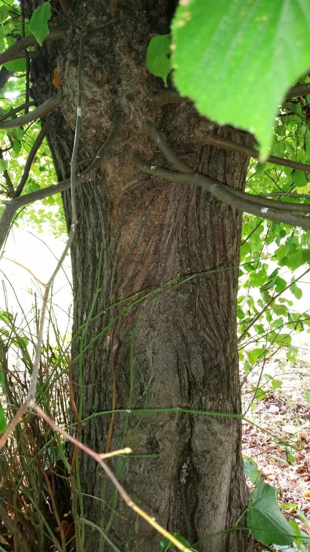 Trunk