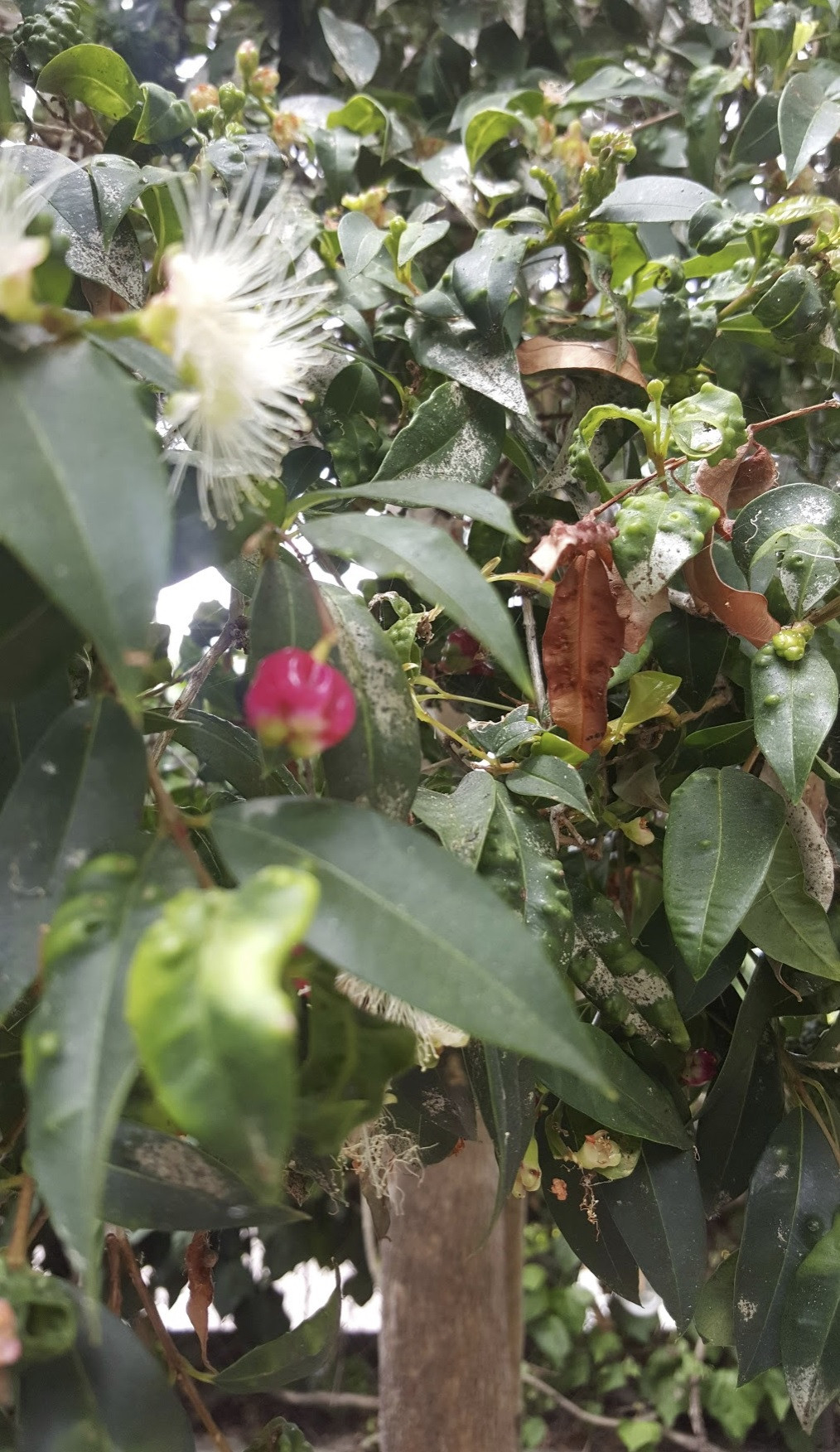 Flowers, Leaves, Buds