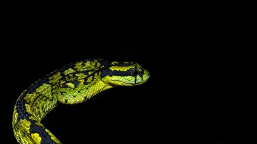 Green Pit-Viper (*Trimeresurus trigonocephalus*)