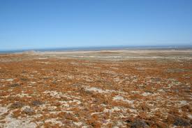 lichen field