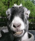 SavvyGoat's user avatar