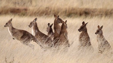 Kangaroo business meeting - adjourned!!! - Russell McMahon