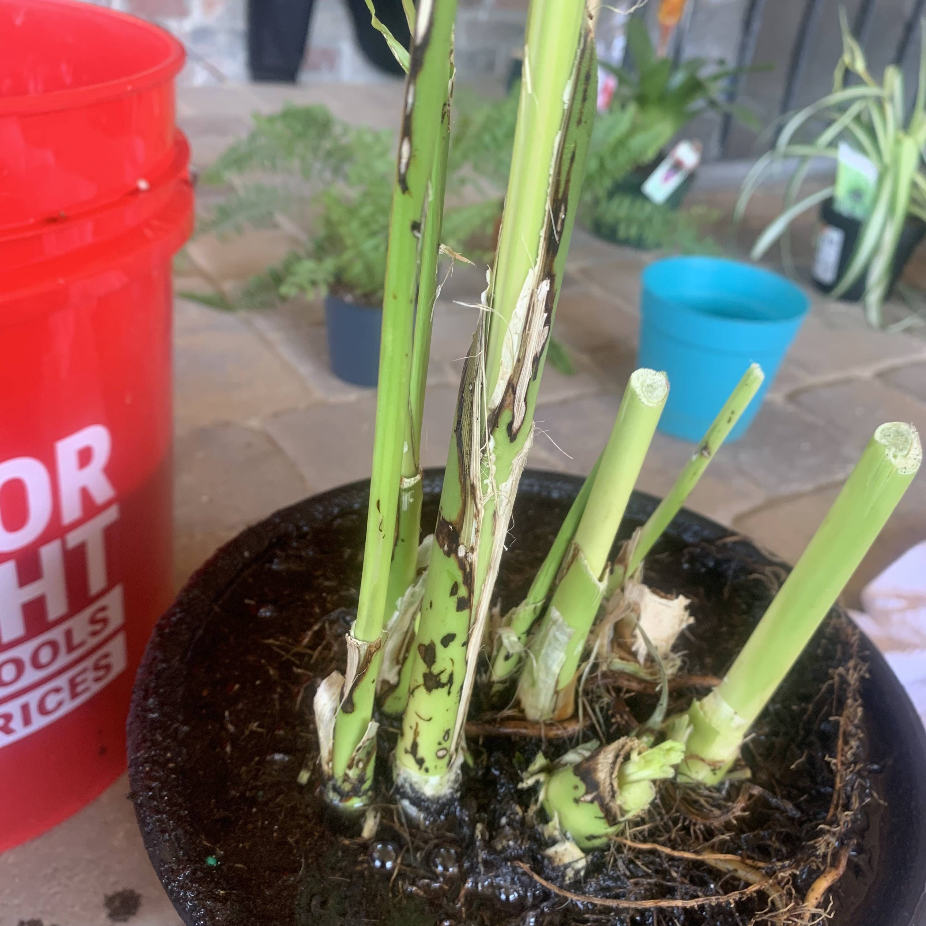 the brown & white streaks on the stems