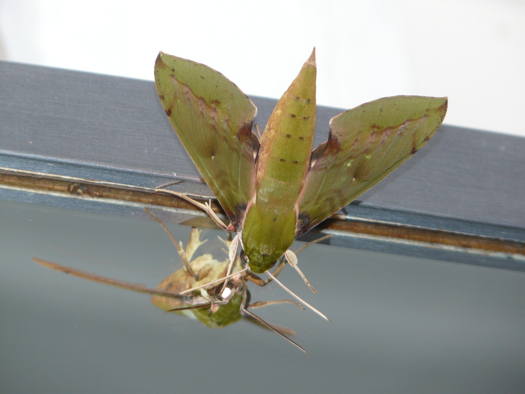 Eumorpha labruscae adult