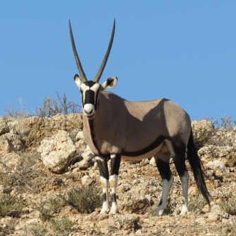 Morris de Oryx