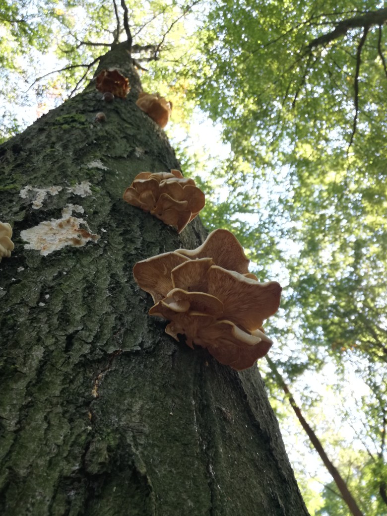 host tree from below