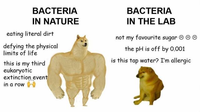 Bacteria in nature: eating literal dirt; defying the physical limits of life; this is my third eukaryotic extinction event in a row 🙌. Bacteria in the lab: not my favourite sugar ☹ ☹ ☹; the pH is off by 0.001; is this tap water? I'm allergic