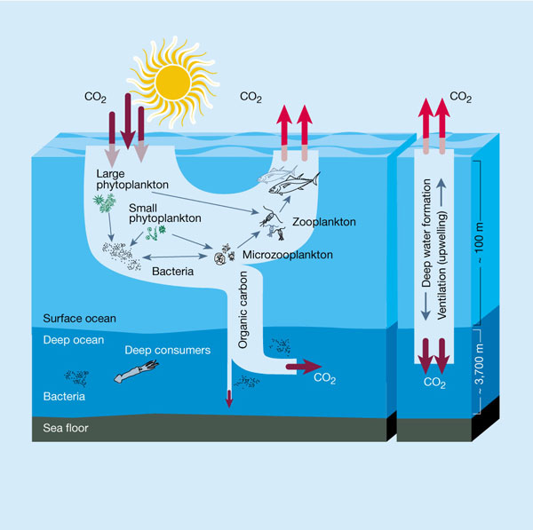 Carbon cycle