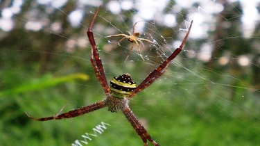 Female & Male Spidy