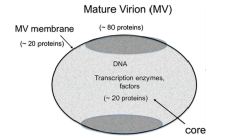 Poxvirus virion