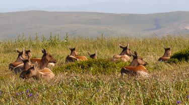 Elk