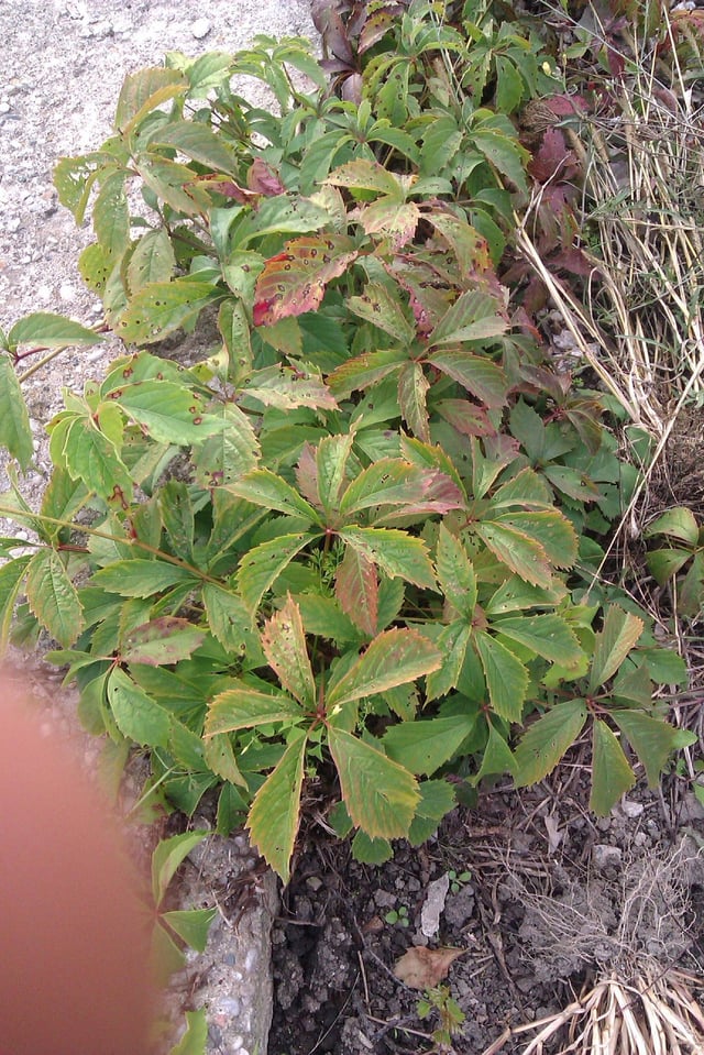 Unknown vine